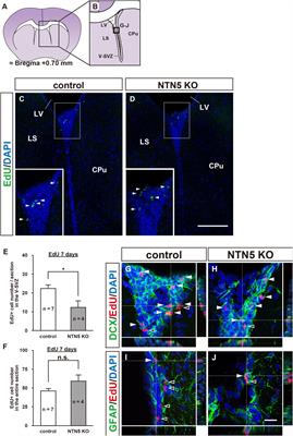 Decreased Proliferation in the Neurogenic Niche, Disorganized Neuroblast Migration, and Increased Oligodendrogenesis in Adult Netrin-5-Deficient Mice